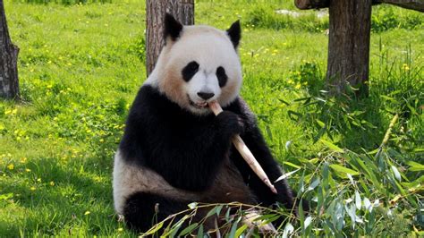 pandalar kaç kilodur